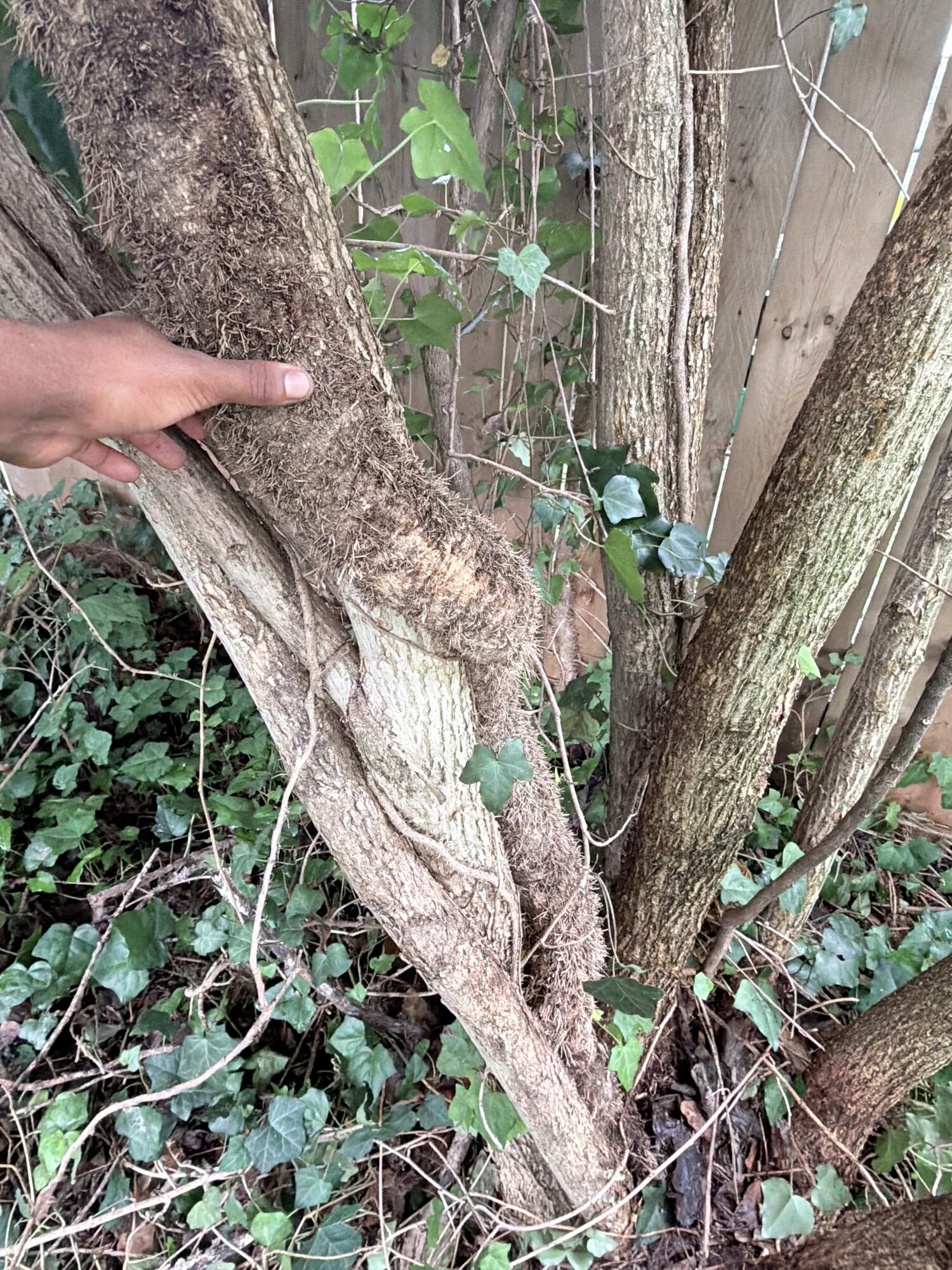 The Hidden Dangers of English Ivy