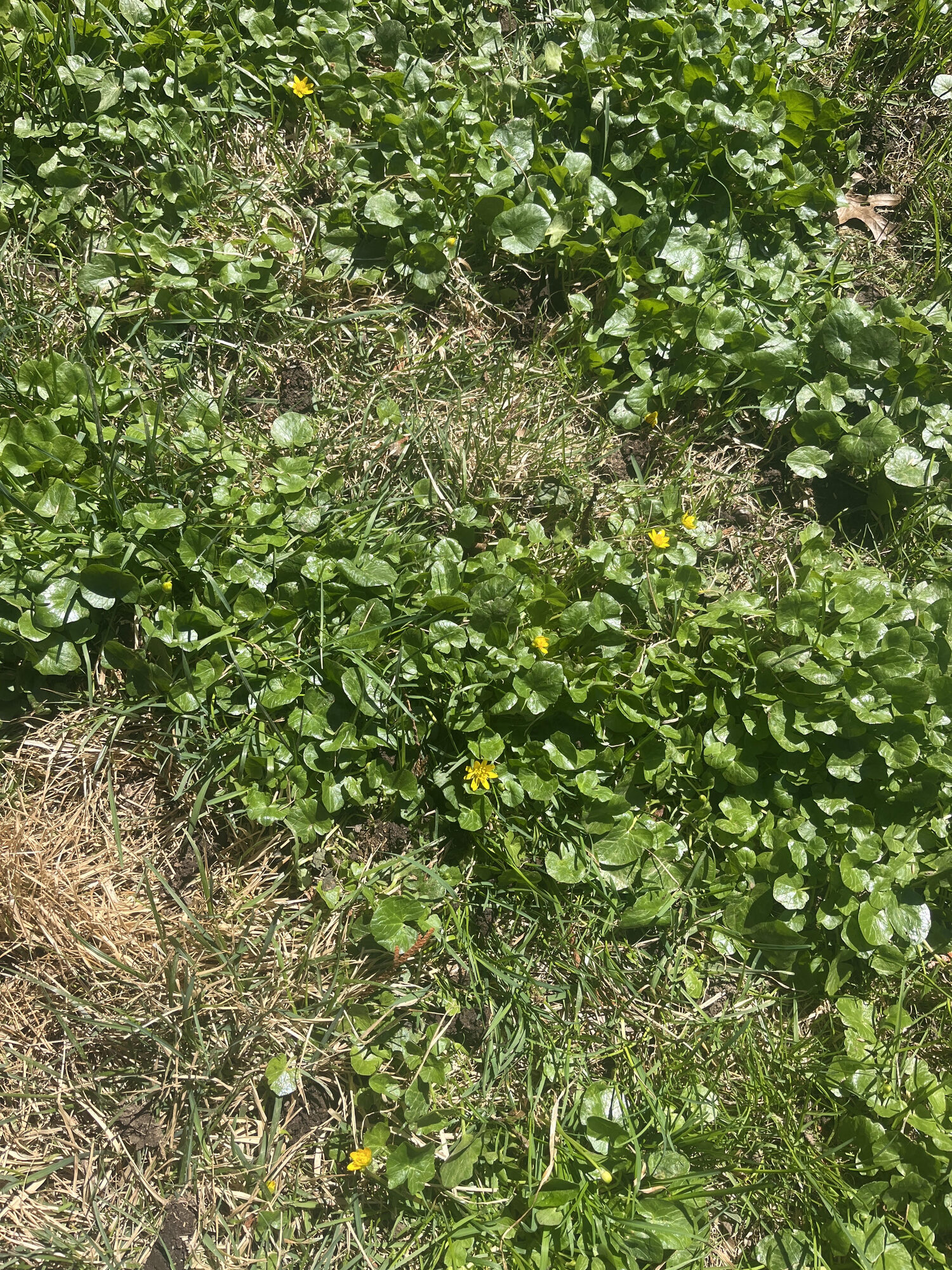 How to Identify and Control Lesser Celandine (Fig Buttercup)