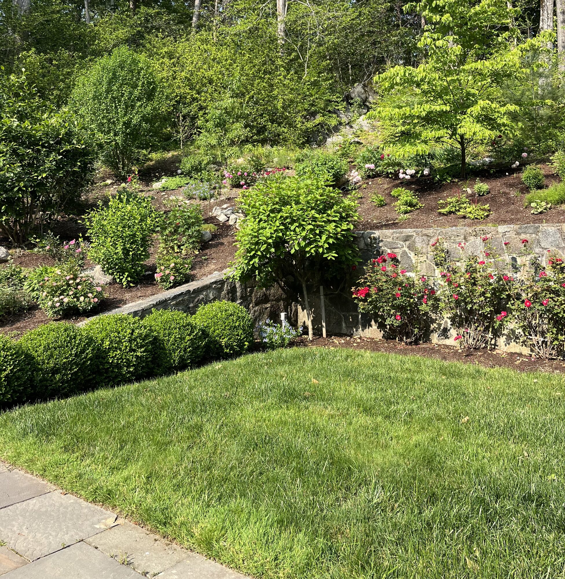 Backyard garden bed planting