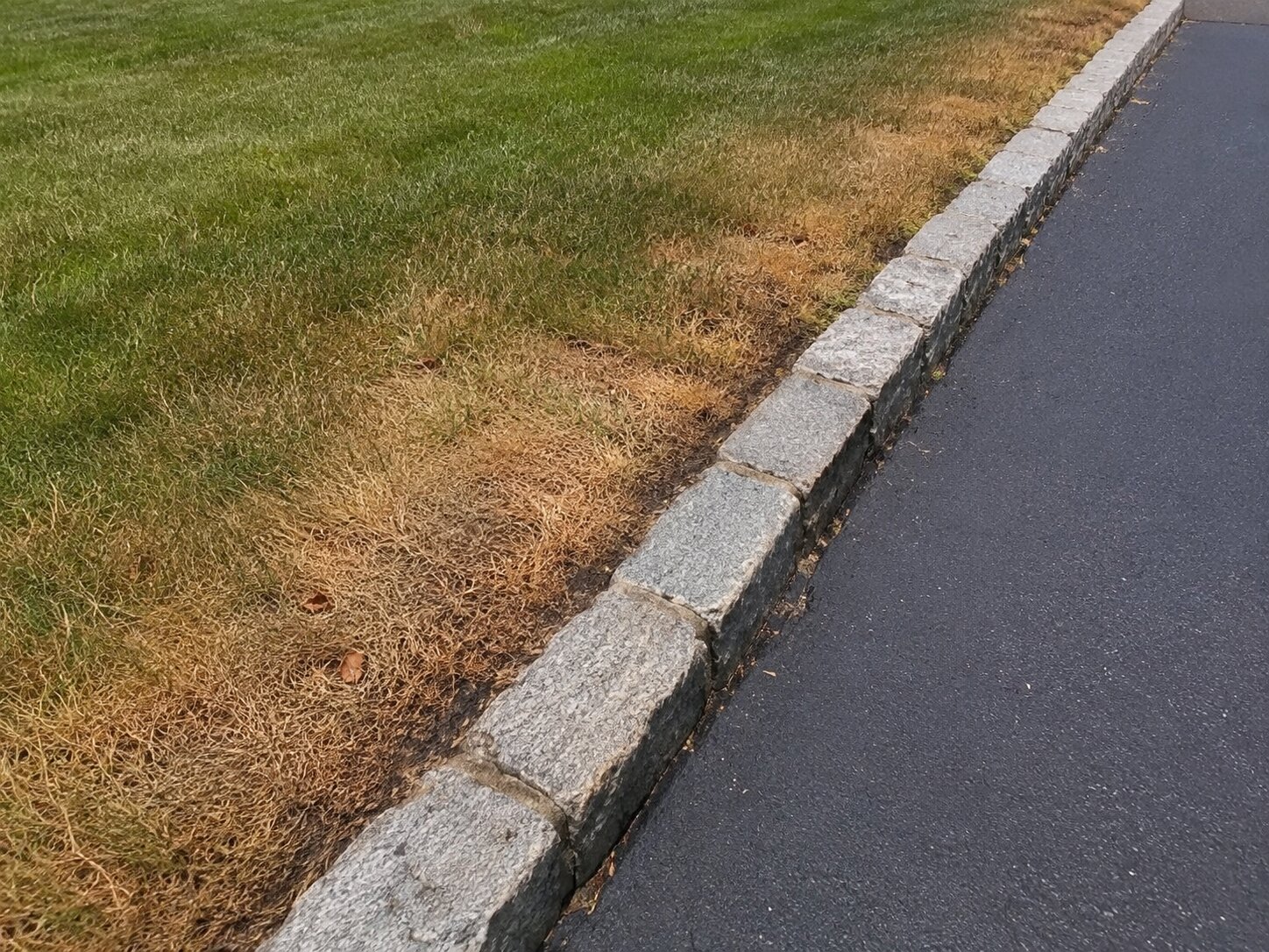 Why Hardscaping Too Close to Plants Can Cause Problems