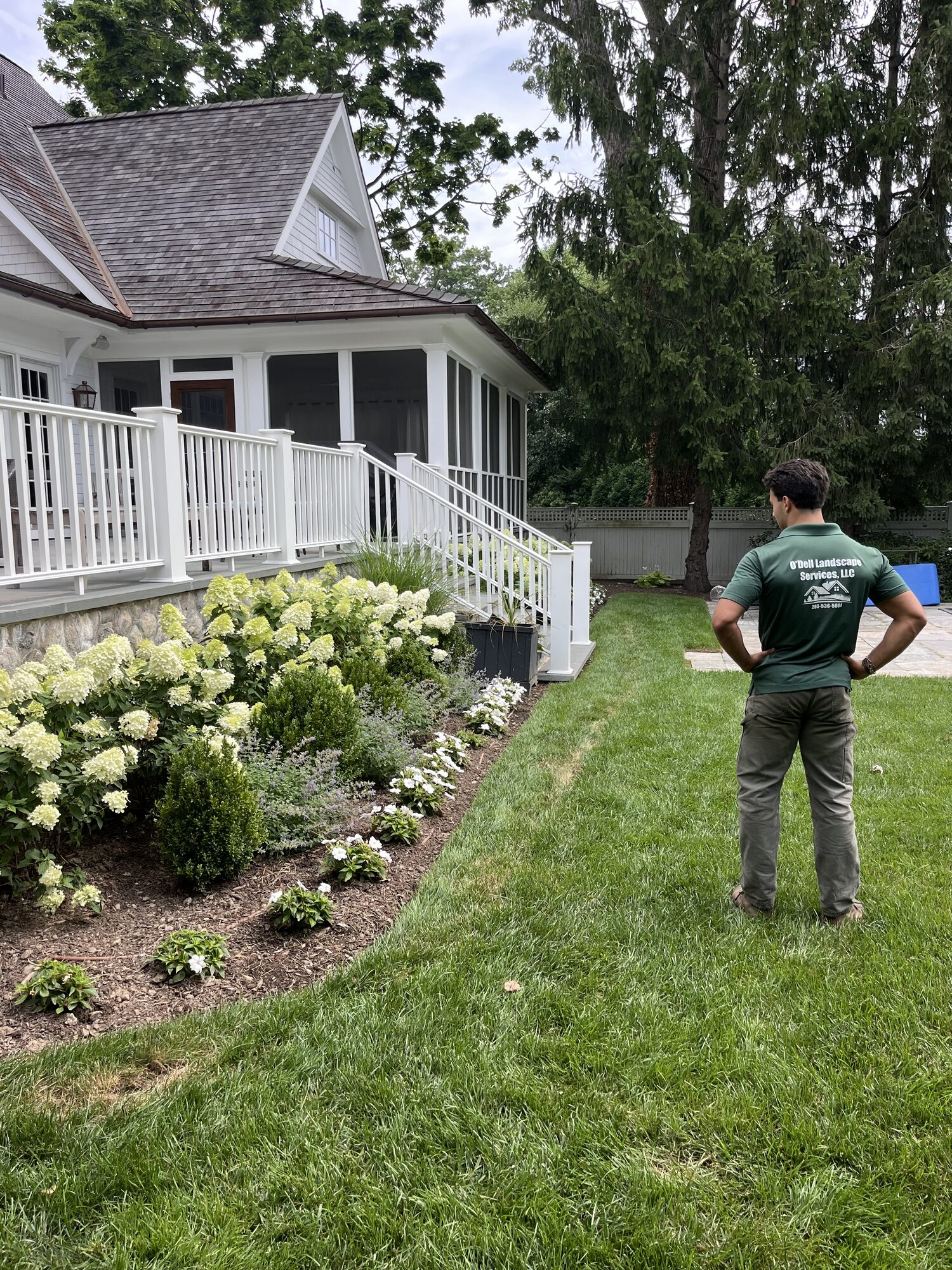 Row of blooming hydrangeas along a lawn