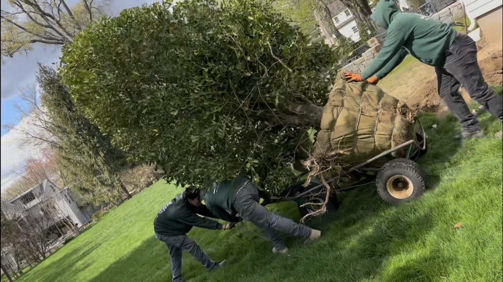 Crew transplanting a large holly tree