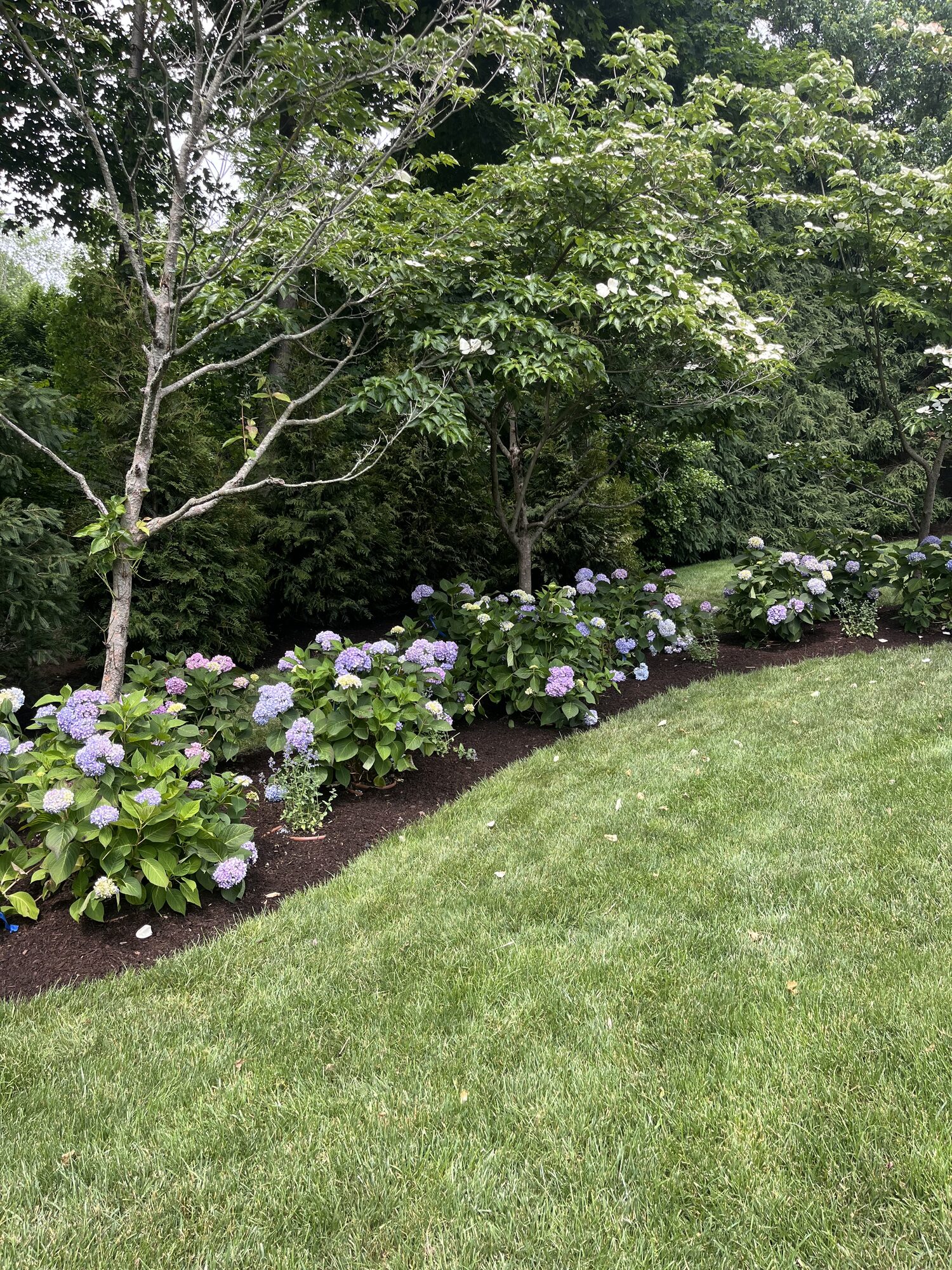 Hydrangea bed maintained by O'Dell Landscape Services