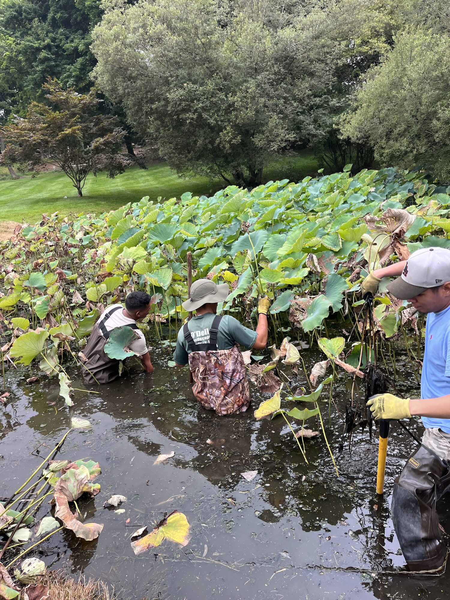 Crew cleaning out a backyard pond
